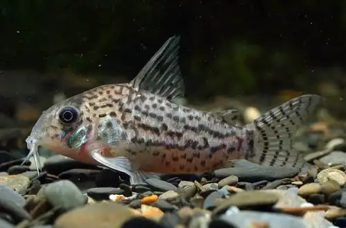 Корідорас Акрі або сомік Корі Акрі (Corydoras acrensis)