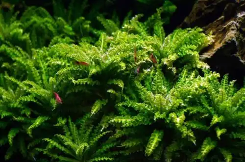 Погостемон хелфера (Pogostemon helferi)