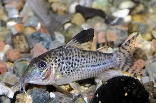 Коридорас крупноплямистий (Corydoras acutus)