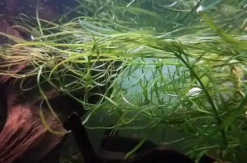 Погостемон октопус (Pogostemon quadrifolius)