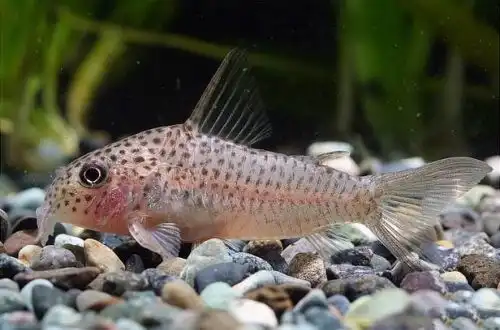Коридорас білосмужий (Corydoras albolineatus)