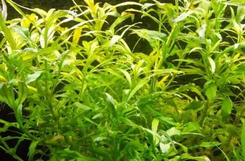 Погостемон сампсонії (Pogostemon sampsonii)