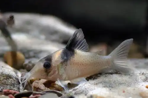 Коридорас Аманди Джейн (Corydoras amandajanea)