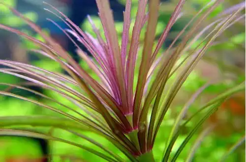 Погостемон стеллатус (Pogostemon stellatus)