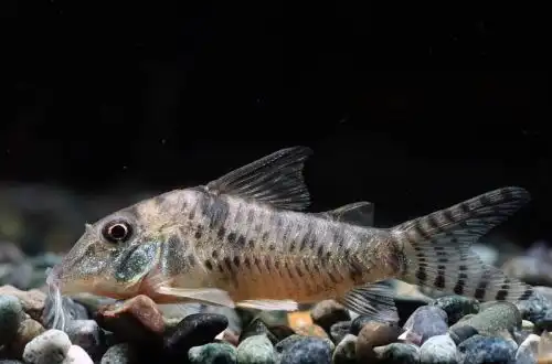 Коридорас золотоносний (Corydoras aurofrenatus)