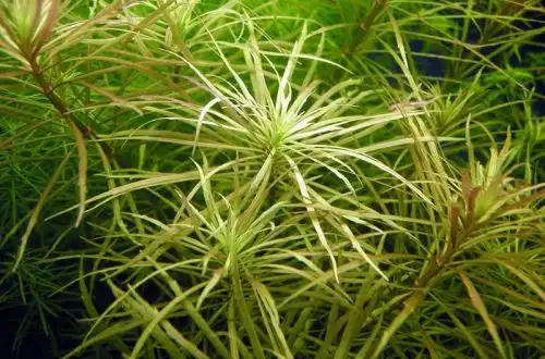 Еустераліс зірчастий (Pogostemon sp. E401)