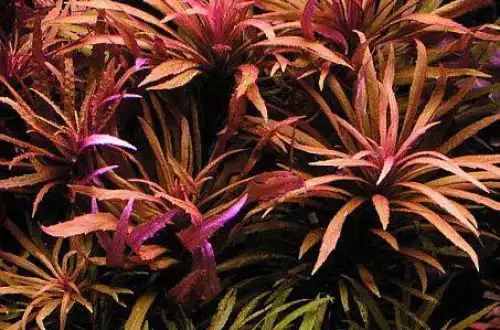 Погостемон кімберлі (Pogostemon stellatus "Broad leaf")