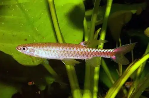 Копеля копта (Copella conta)