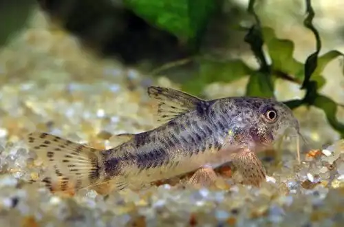 Коридорас Карли або Корі Карли (Corydoras carlae)
