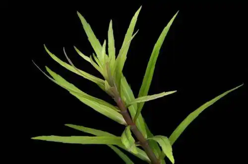 Погостемон ятабеанус (Pogostemon yatabeanus)