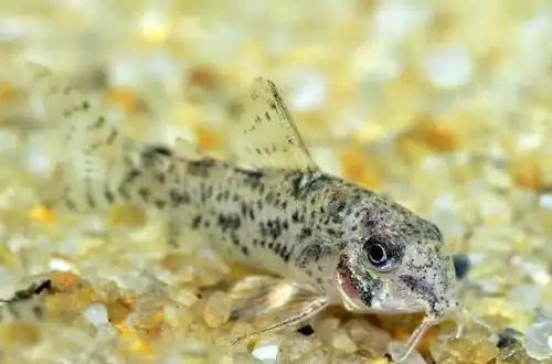 Коридорас Коча або Сомік крихта (Corydoras cochui)