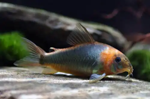 Коридорас-лицар (Corydoras eques)