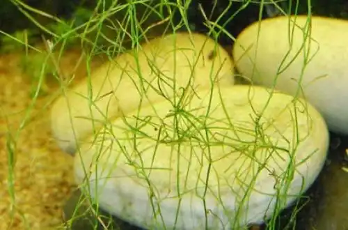 Рдест восьмитичинковий (Potamogeton octandrus)