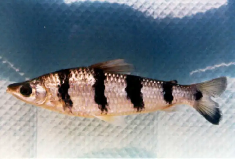 Шизодон смугастий (Schizodon