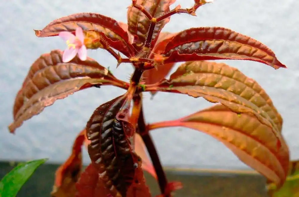 Аціотіс (Aciotis acuminifolia)