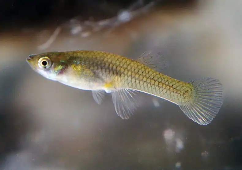 Звичайна гамбузія (Gambusia