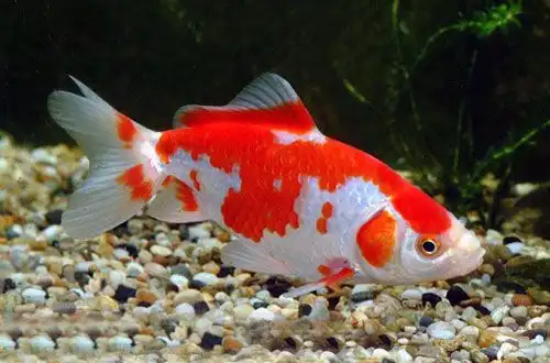 Золота рибка Вакін або Вальгівка (Wakin Goldfish)