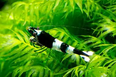 Креветка Панда (Caridina cantonensis "Panda")