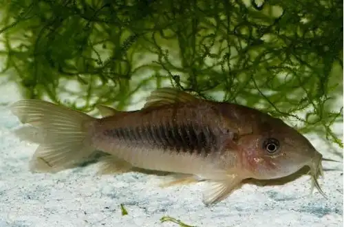 Золотистий сомік (Corydoras aeneus)