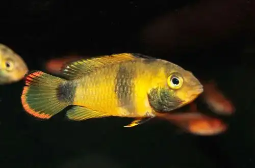 Апістограма-панда або Цихліда Панда (Apistogramma nijsseni)