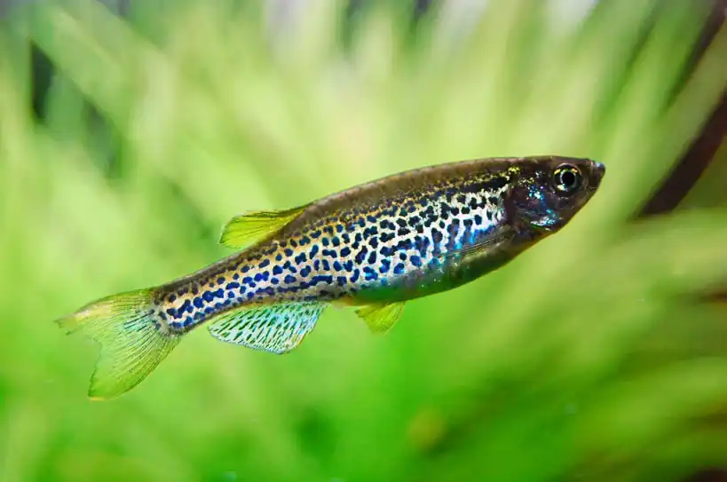 Леопардовий Даніо (Danio rerio)