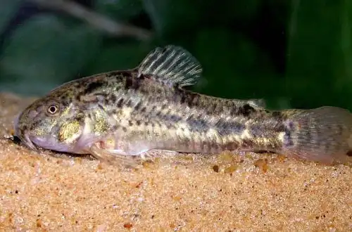 Корідорас Гледіс (Corydoras gladysae)