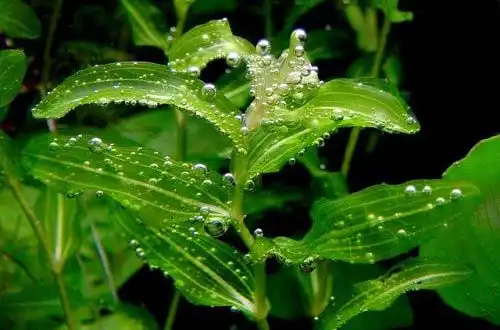 Рдест пронзеннолистний (Potamogeton perfoliatus)