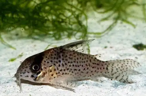 Коридорас Кейна (Corydoras kanei)
