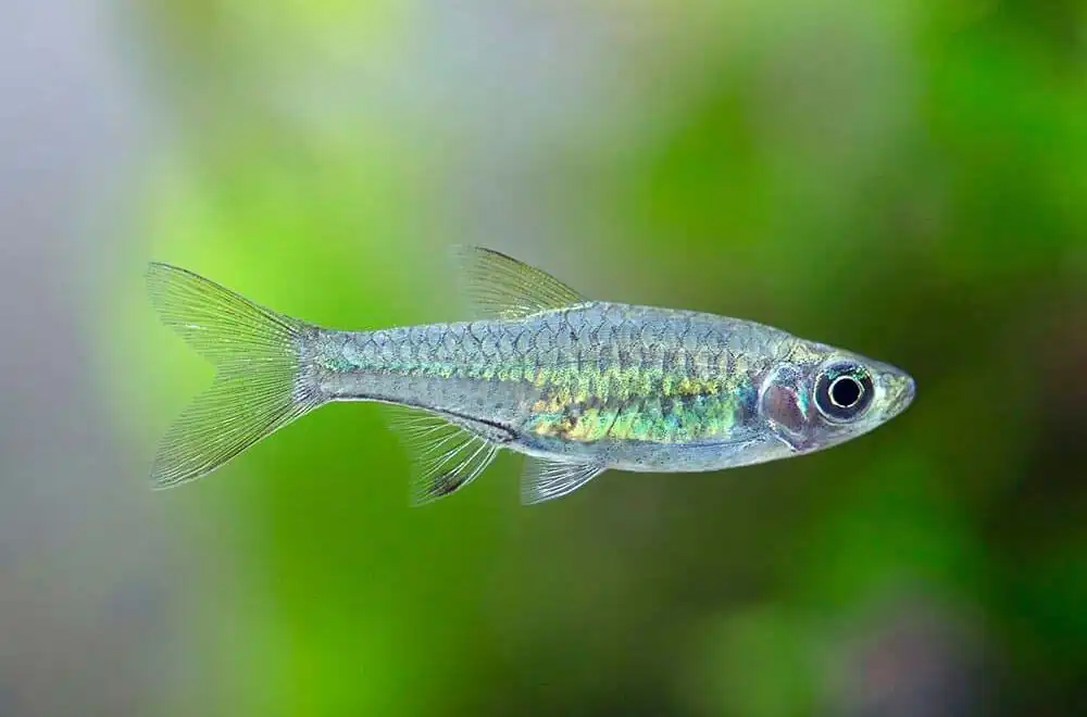 Розбору Банканенсіс (Rasbora