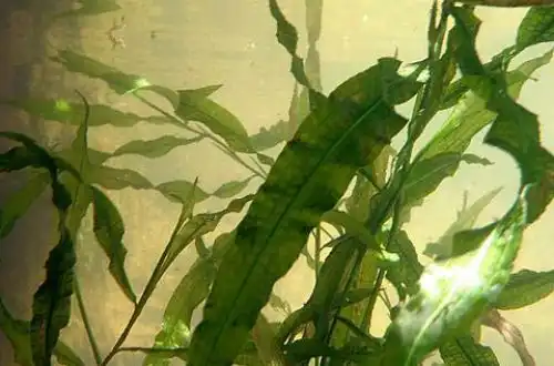 Рдест африканський чи Рдест Швайнфурта (Potamogeton schweinfurthii)