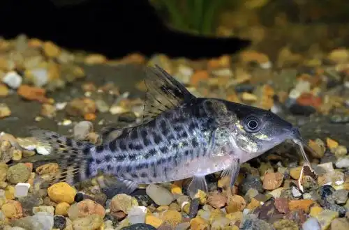 Корідорас Ламберті або сомік Корі Ламберті (Corydoras lamberti)
