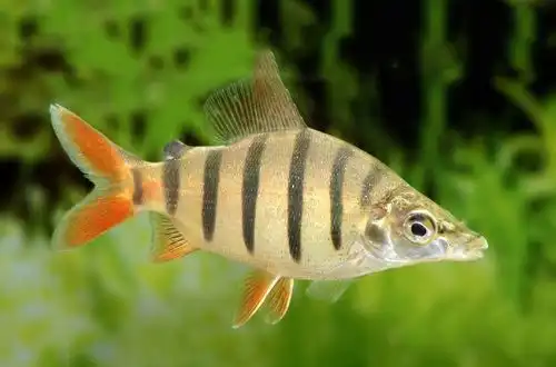 Дистиходус Лусоссо (Distichodus