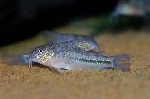 Коридорас зазубрений (Scleromystax prionotos)