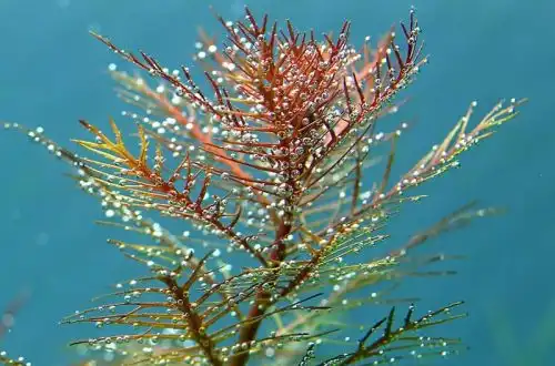 Прозерпінака палюстріс (Proserpinaca palustris)