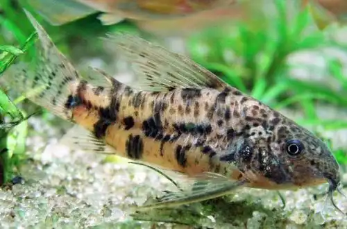 Коридорас великоплавничний (Scleromystax macropterus)