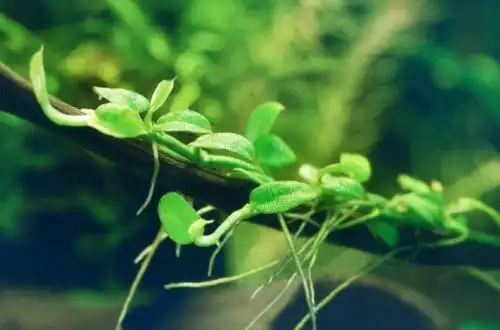 Рафідофор водна (Rhaphidophora beccarii)