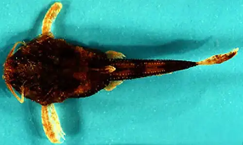 Сом банджо (Acanthobunocephalus nicoi)