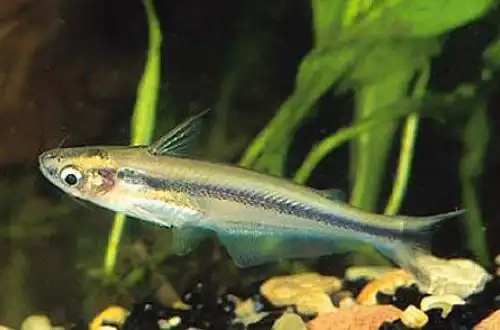 Африканський скляний сомік (Pareutropius debauwi)