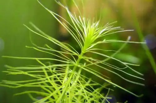 Ротала японська (Rotala hippuris)