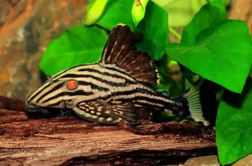 Королівський панак (Panaque nigrolineatus)