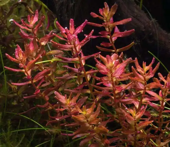 Ротала макрандра "Метелик" (Rotala macrandra "Butterfly")