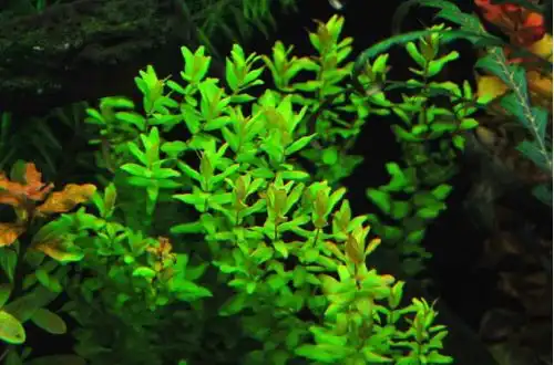 Ротала макрандра "Зелена" (Rotala macrandra "Green")