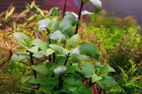 Акмелла повзуча (Acmella repens)
