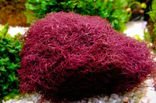Водорість Калоглос (Caloglossa cf. Beccarii)