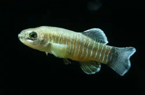 Карпозубік Арак (Aphanius arakensis)