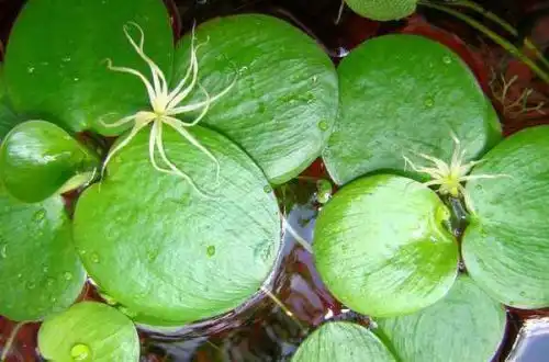 Лімнобіум пагоносний (Limnobium laevigatum)
