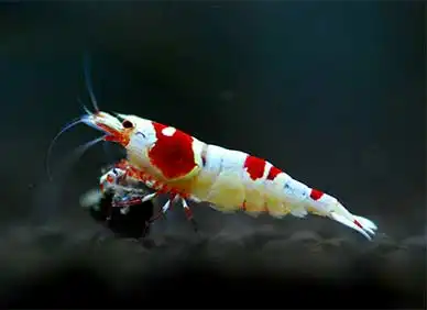 Креветка Червона бджілка (Caridina cantonensis "Red Bee")