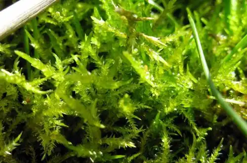 Мох Каллієргонелла загострена (Calliergonella cuspidata)