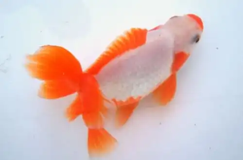 Золота рибка Джикін (Jikin Goldfish)