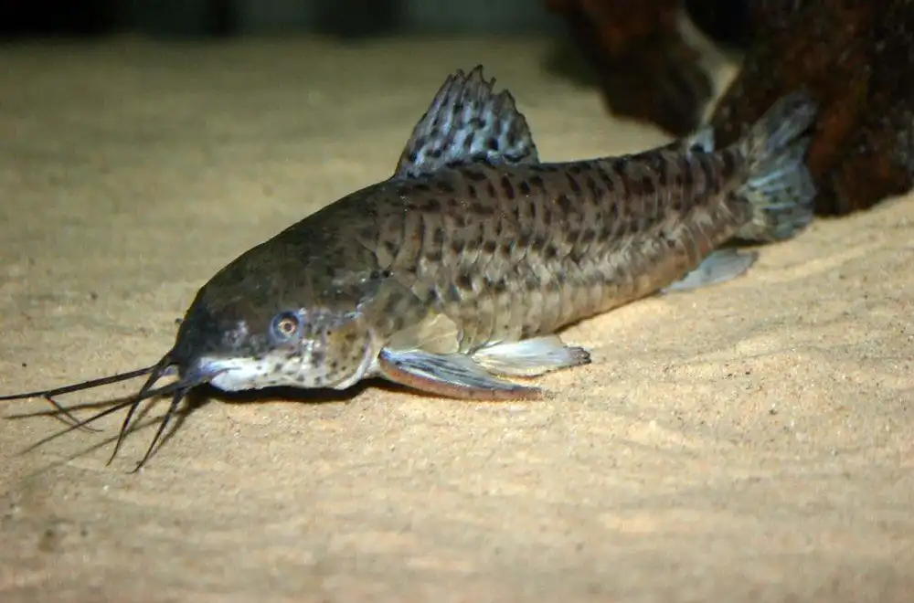 Сом Таракатум (Megalechis thoracata)